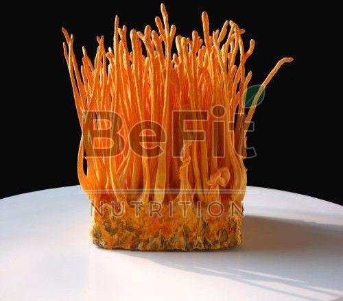 Cordyceps Militaris Mushroom