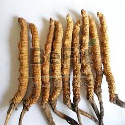 Dry Cordyceps Sinensis Mushroom