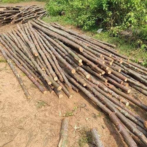 24 Feet Casuarina Pole