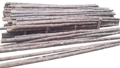 8 Feet Casuarina Pole