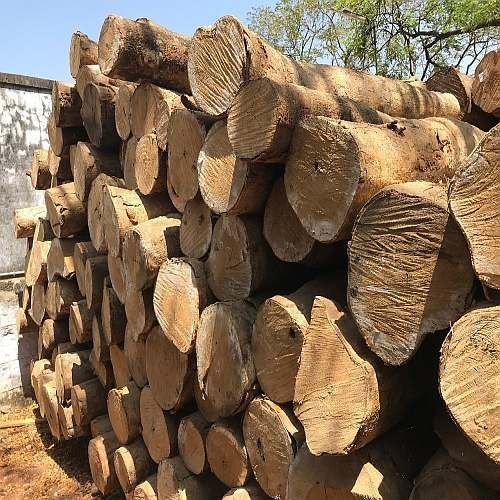 Silver Oak Wood Logs