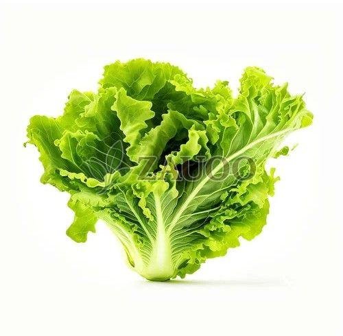 A Grade Fresh Lettuce