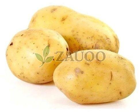 A Grade Fresh Potato