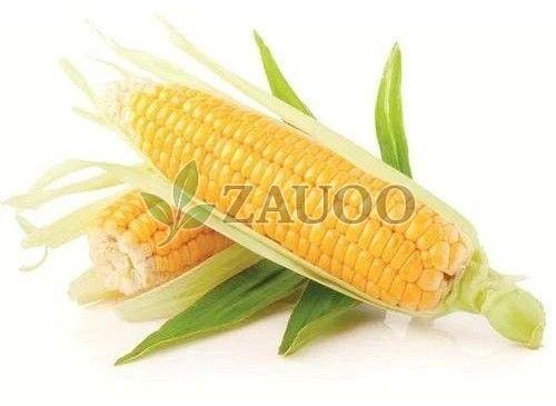 Fresh Sweet Corn
