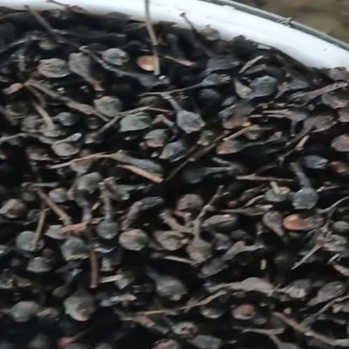 Dried Black Nagkesar