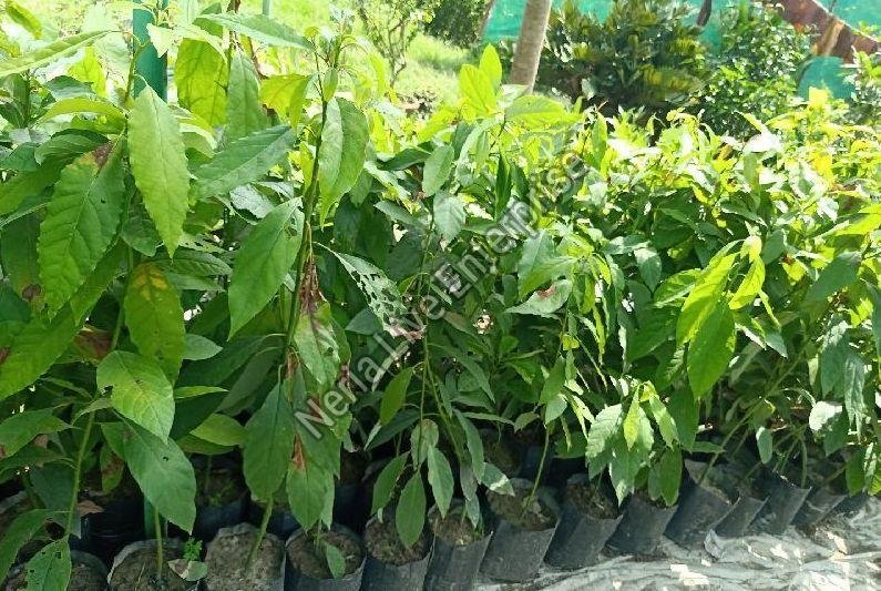 Avocado Plant