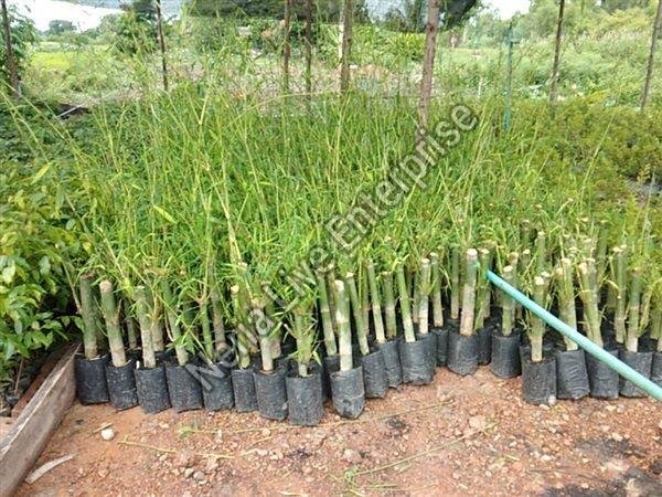 Bamboo Balccoa Plant