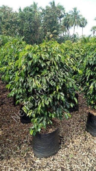 Black Ficus Plant