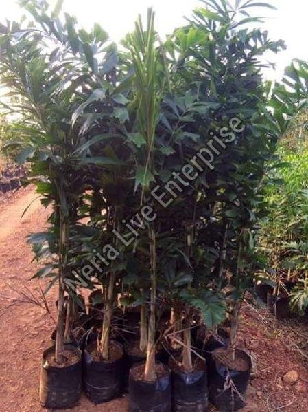 Bottle Palm Plant