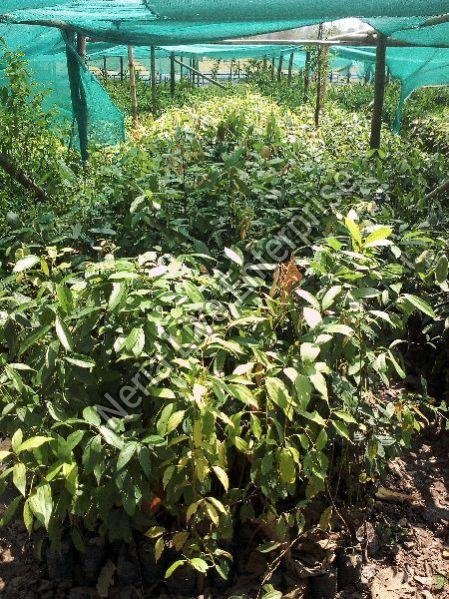 Cinnamon Plant