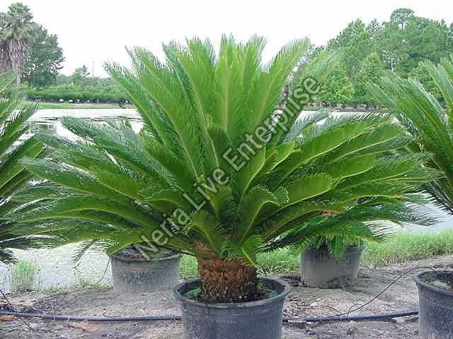 Cycas Plant