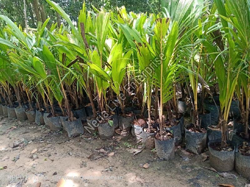 Dwarf Coconut Plant