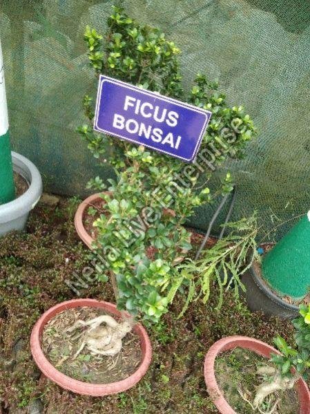 Ficus Bonsai Plant
