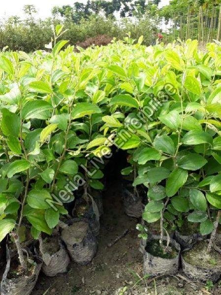 Jujube Plant