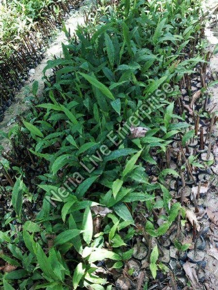 Large Cardamom Plant