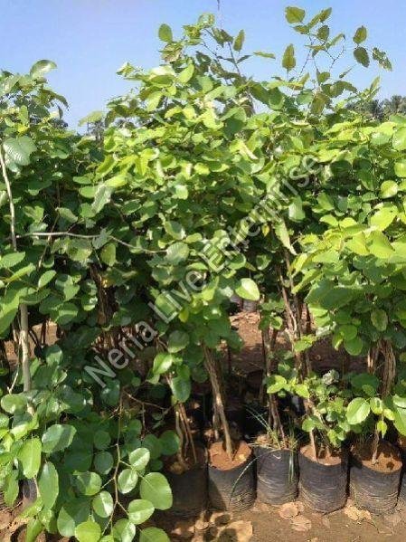Red Sandalwood Plant