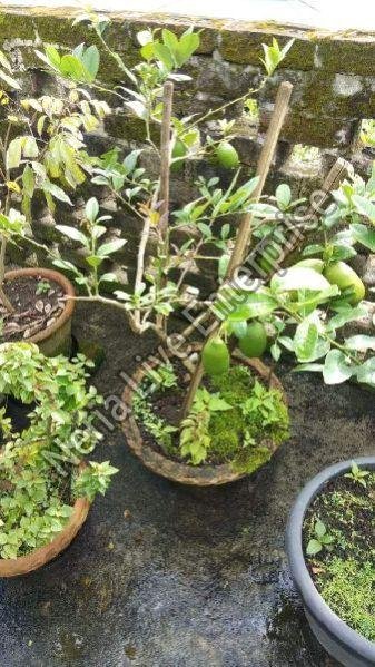 Seedless Lemon Plant