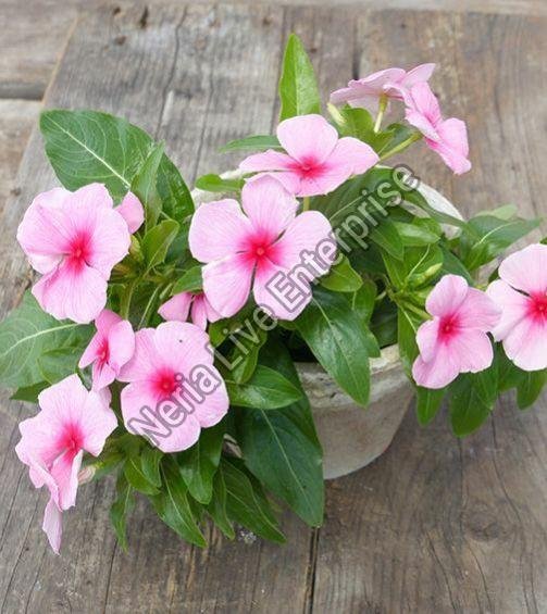 Vinca Plant