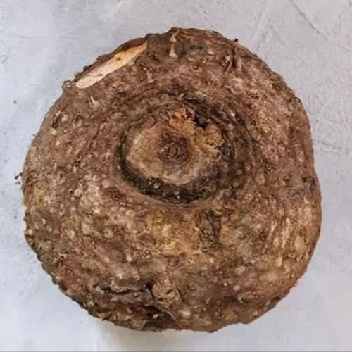 Fresh Elephant Yam