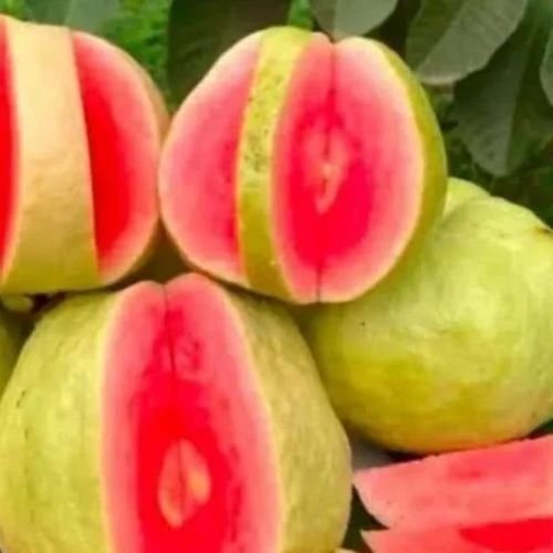 Fresh Pink Guava