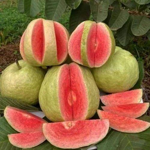 Fresh Red Guava