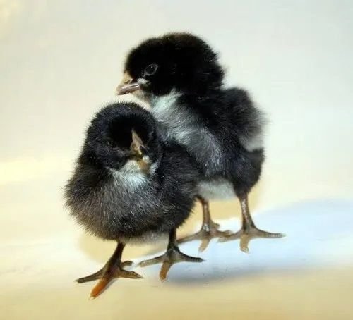 Black Austrolap  Chicks