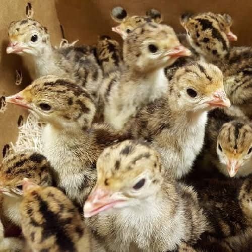 Ginni Fowls Chicks