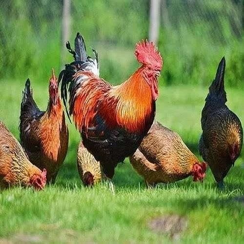 Live Kaveri Chicken