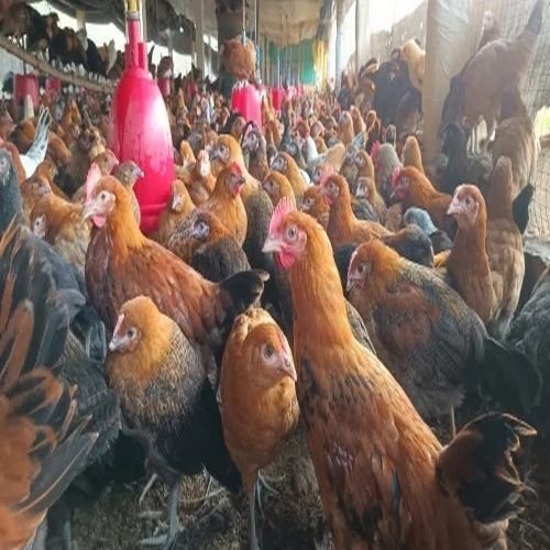 Live Sonali Chicken