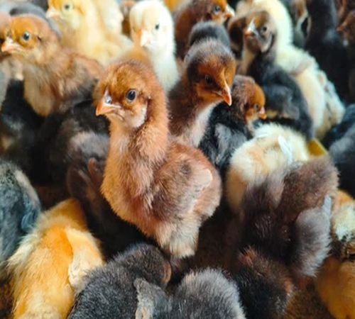 One Day Old Sonali Poultry Chicks