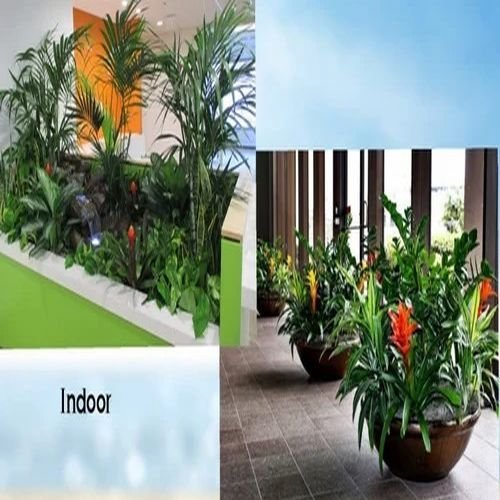 Indoor Gardening Service