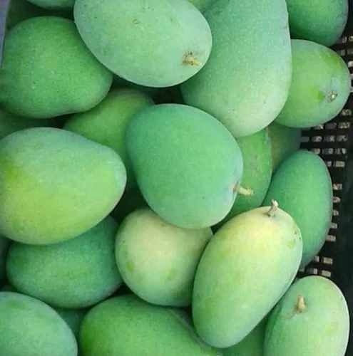 A Grade Fresh Badami Mango