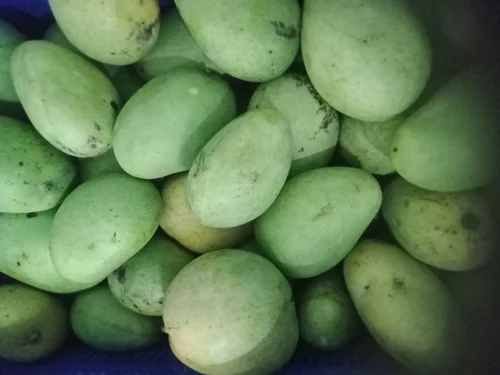 A Grade Fresh Benishan Mango