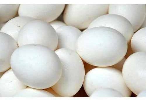 Organic Poultry Egg