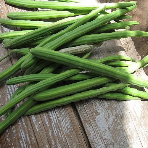 A Grade Fresh Green Drumstick