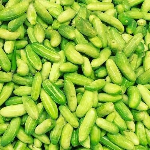 A Grade Green Tindora
