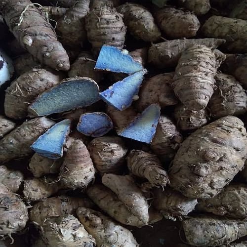Raw Black Turmeric Finger