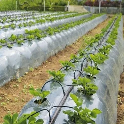 Balaram Mulching Film