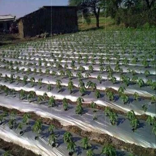 PP Mulching Film