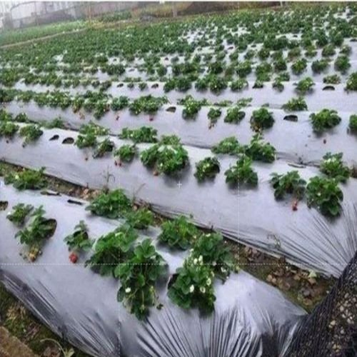 Silver Mulching Film