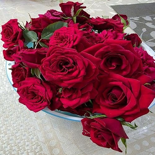 Cutted Dutch Rose Flowers