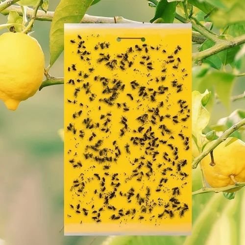 Sticky Insect Trap