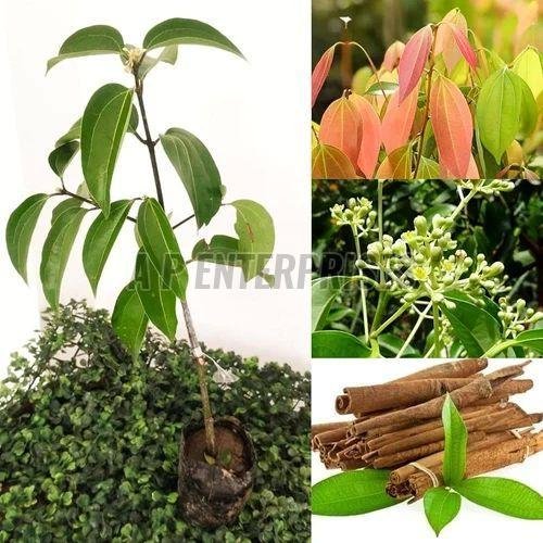 Cinnamon Plant
