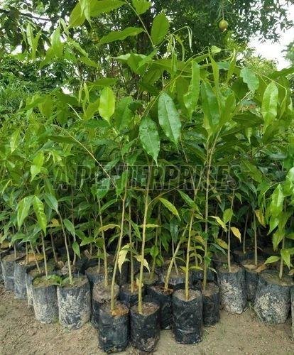Green Agarwood Plant