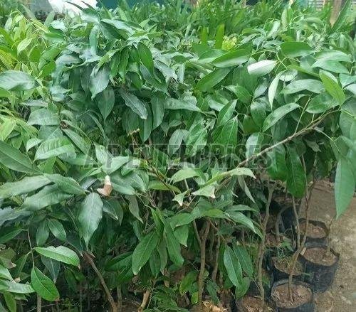 Lichi Fruit Plant