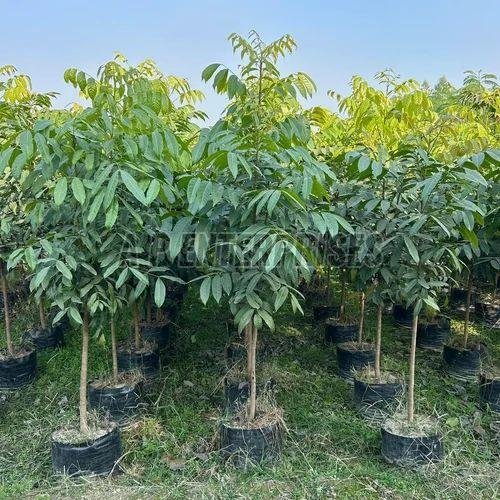 Mahogany Tree Plant