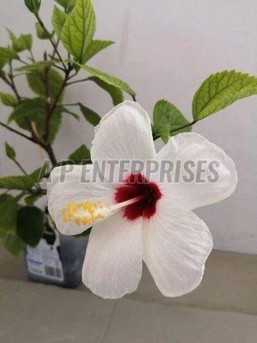 White Hibiscus Flower Plant