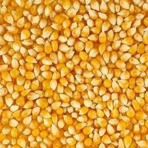 Yellow Corn Seeds