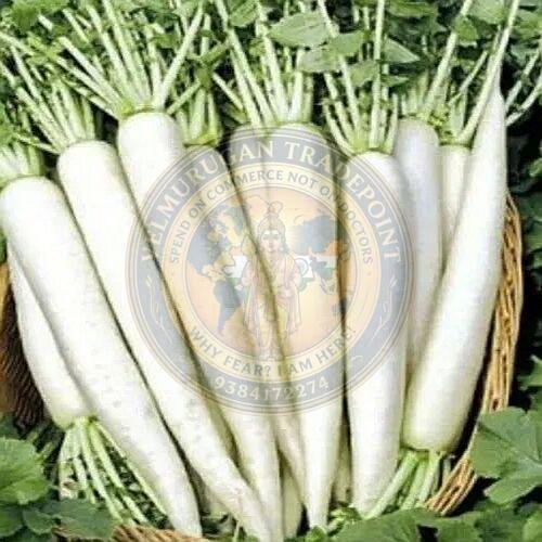 A Grade Fresh Radish