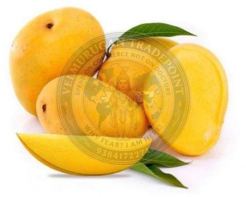 Fresh Alphonso Mango
